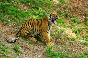 Image of a cub Indian tiger.