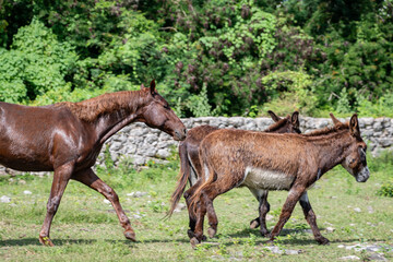 Horse in a field walks behind two donkeys