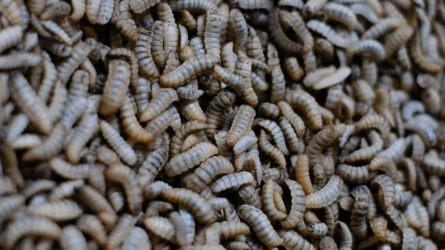Close up of Black soldier fly (BSF) larvae or maggot, Hermetia Illucens insect farms for fish and poultry feed.