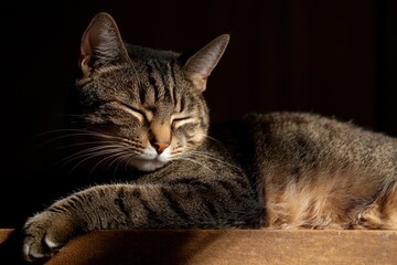 Naklejka premium A tabby cat stretches out comfortably in a sunny spot, eyes half-closed, with sunlight casting soft shadows across its fur, creating a peaceful atmosphere