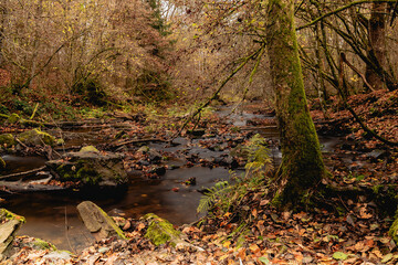  Flussbett  der Sieg.
Mit Herbststimmung und Farben. 
