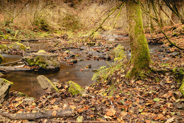  Flussbett  der Sieg.
Mit Herbststimmung und Farben.
