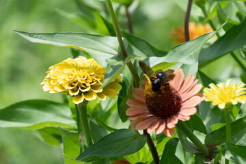 Bee on Zinnia Flowers in Garden