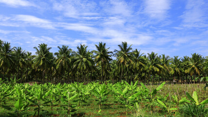 Obraz premium An image of coconut trees found in India.