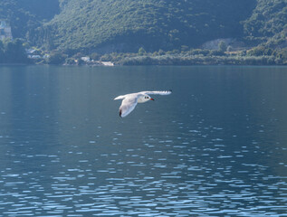 Sea gulls in the Ionian Sea in Greece
