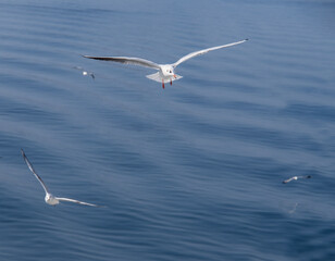 Sea gulls in the Ionian Sea in Greece