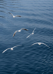 Sea gulls in the Ionian Sea in Greece