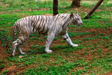 Image of endangered white tiger.