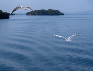 Sea gulls in the Ionian Sea in Greece