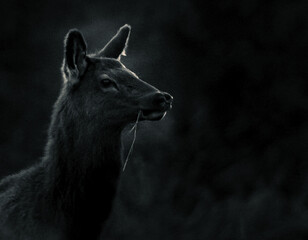 Chowin' Cow Lookin' 'Round