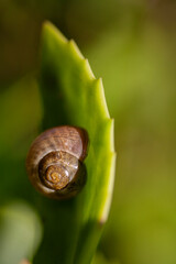 Junge Weinbergschnecke auf Blatt