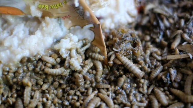 Black soldier fly larvae (Hermetia Illucens) or maggots are eating food waste. These larvae are decomposers of organic waste that contains high protein, good for animal feed such as chicken and fish.
