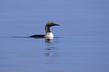 Wildlife - Birds. Image of the black-throated loon, which usually lives in the open sea and feeds on fish.