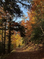 Colores de otoño en el hayedo abetal pirenaico