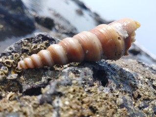 Seashell on Rocky Surface Close-Up