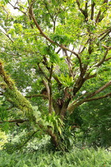 Fototapeta premium Tropischer Baum mit Schmatotzerpflanzen