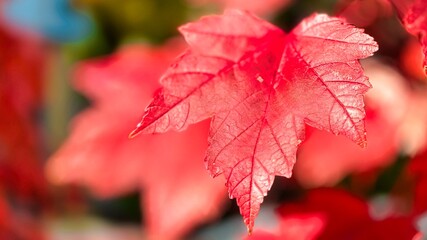 Bar Harbor, Maine, USA