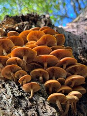 Flamunila melupides