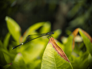 dragonfly on a leaf