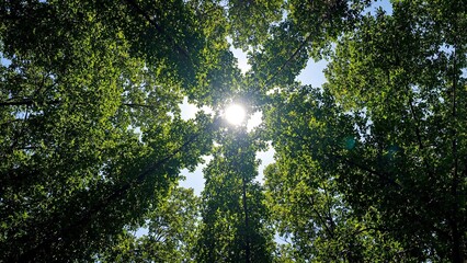 Majestic rainforest canopy with sun rays peeking through