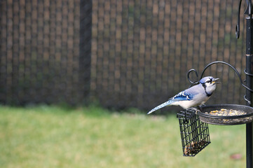 oiseau geai bleu avec nourriture dans la bouche
