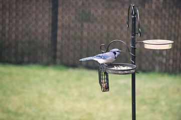 oiseau geai bleu avec nourriture et eau