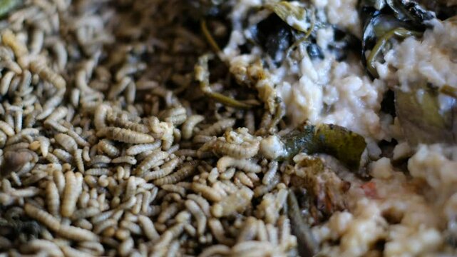 Black soldier fly larvae (Hermetia Illucens) or maggots are eating food waste. These larvae are decomposers of organic waste that contains high protein, good for animal feed such as chicken and fish.