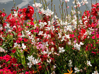 Multicolour flower bed with white Gaura lindheimeri in a garden