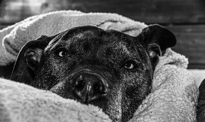 Bully Burrito