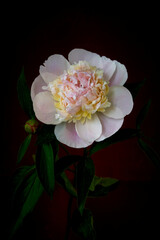 peony flower growing on a black background