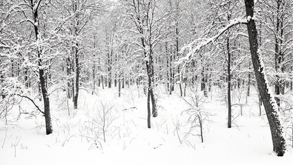 Tranquil winter forest scene with snow covered branches