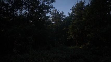 Obraz premium Mysterious dusk in dense forest with elongated shadows and dim sunlight