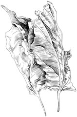 Hand drawn dried leaves. Black and white engraved ink. Isolated detailed leaf illustration element on white background.