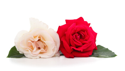 Fototapeta premium Beautiful white and red roses.
