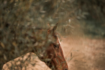 horse behind tree in natural setting and colours