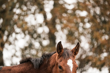 horse detail ear close nature natural equine 