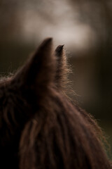 beautiful horse ears detail in the rain with small drops 