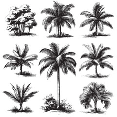 Detailed vintage botanical illustrations showcasing various palm tree species and tropical plants, evoking a classic natural history aesthetic