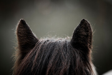beautiful horse ears detail in the rain with small drops 