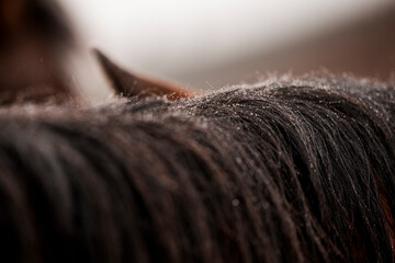 mane rain drops close-up detail raining wet horse equine pony
