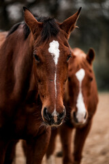 two horses standing and chilling relax equine herd friends