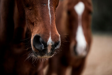 Naklejka premium two horses standing and chilling relax equine herd friends
