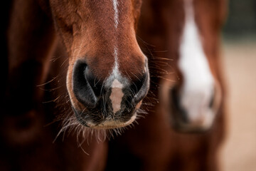horse nose snout pretty detail close equine pretty soft 