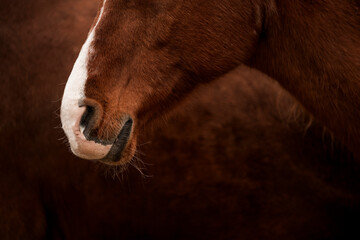 horse nose snout pretty detail close equine pretty soft 