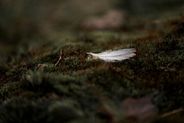 fine art feather with rain drops