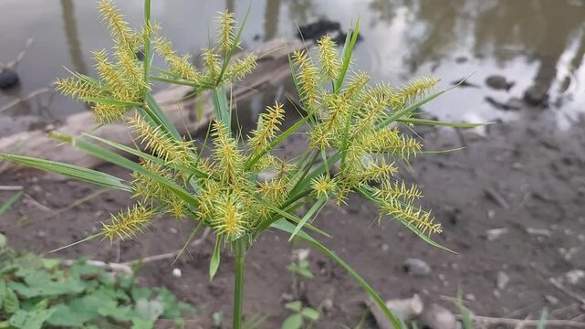 Closeup Cyperus rotundus or grass pea or Growing on the edge of the pond.