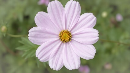 Obraz premium Pink cosmos flower macro with translucent petals golden stamens and soft green foliage background