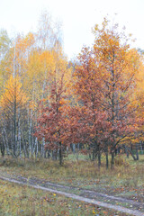 Fototapeta premium Autumn forest, trees with colorful leaves