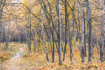 Fototapeta premium Autumn forest, trees with colorful leaves