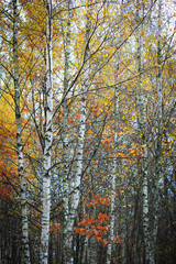 Autumn forest, birch trees with colorful leaves